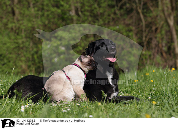 Hund und Katze / JH-12382