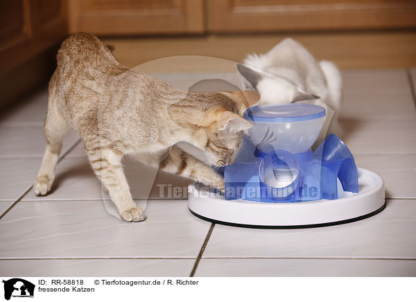 fressende Katzen / eating cats / RR-58818