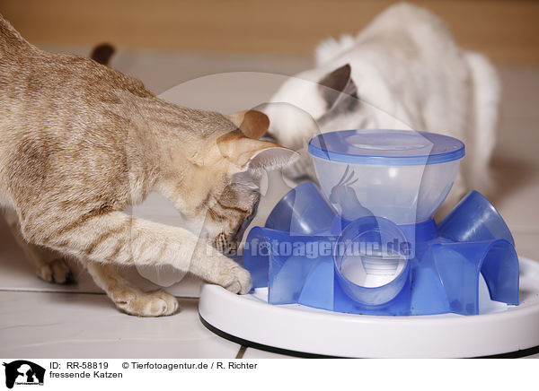 fressende Katzen / eating cats / RR-58819