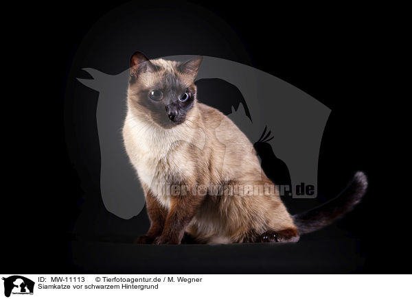 Siamkatze vor schwarzem Hintergrund / Siamese cat in front of black background / MW-11113