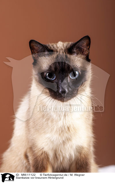 Siamkatze vor braunem Hintergrund / Siamese cat in front of brown background / MW-11122