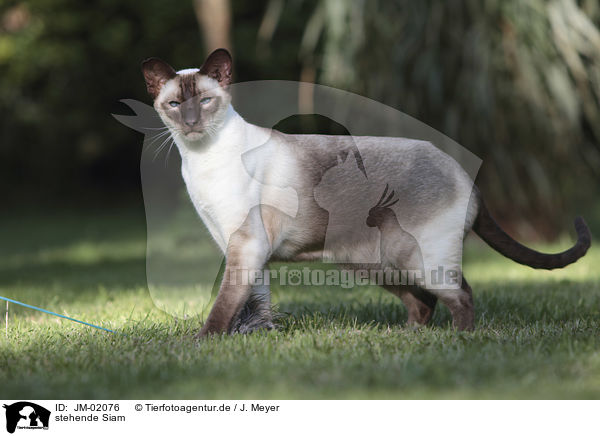 stehende Siam / standing Siamese Cat / JM-02076