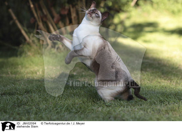 stehende Siam / standing Siamese Cat / JM-02094