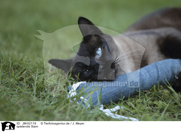 spielende Siam / playing Siamese Cat / JM-02119