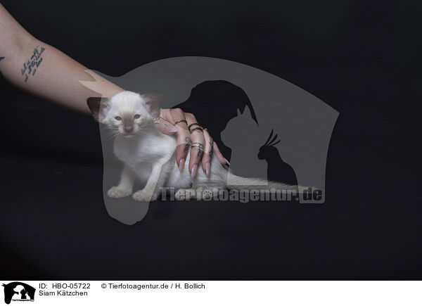 Siam Ktzchen / Siamese Cat Kitten / HBO-05722