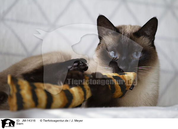 Siam / Siamese Cat / JM-14316