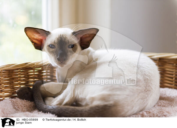 junge Siam / young Siamese Cat / HBO-05899