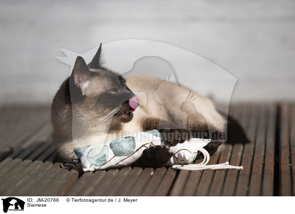 Siamese / JM-20788
