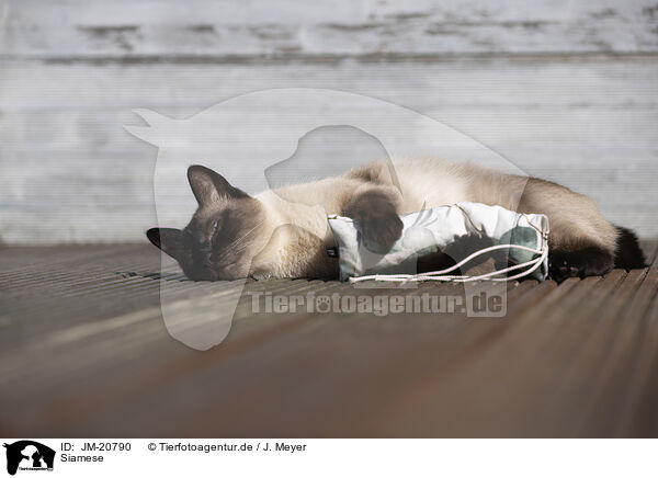 Siamese / Siamese / JM-20790