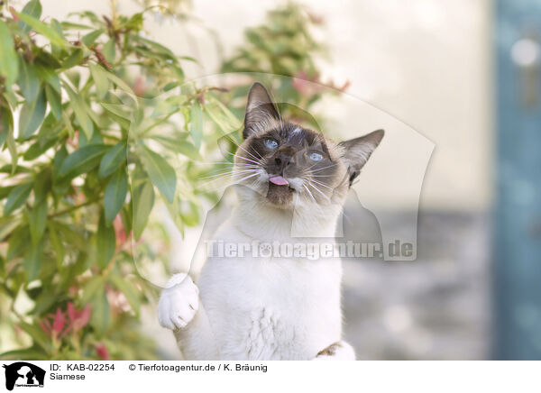 Siamese / Siamese / KAB-02254