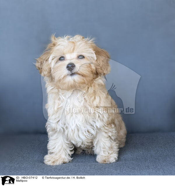 Maltipoo / Maltipoo / HBO-07412