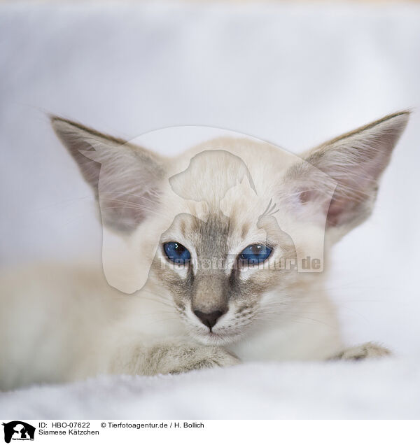 Siamese Ktzchen / Siamese kitten / HBO-07622