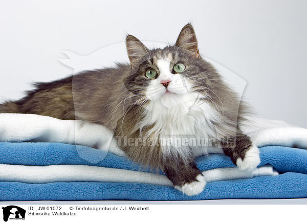 Sibirische Waldkatze / Siberian Forest Cat / JW-01072