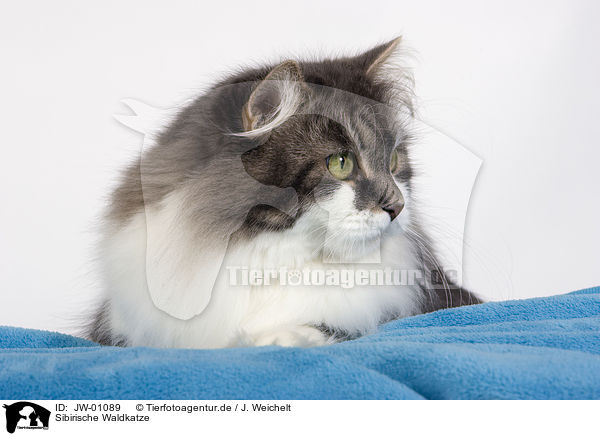 Sibirische Waldkatze / Siberian Forest Cat / JW-01089