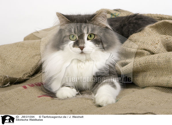 Sibirische Waldkatze / JW-01094