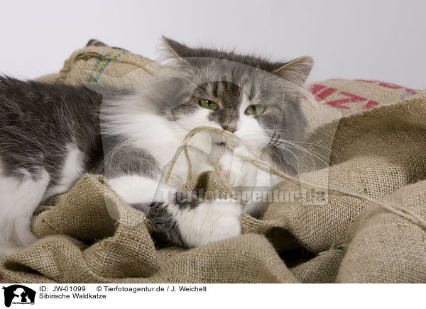 Sibirische Waldkatze / Siberian Forest Cat / JW-01099