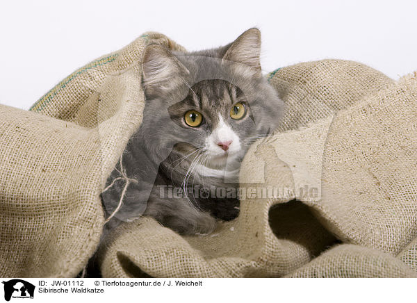 Sibirische Waldkatze / Siberian Forest Cat / JW-01112