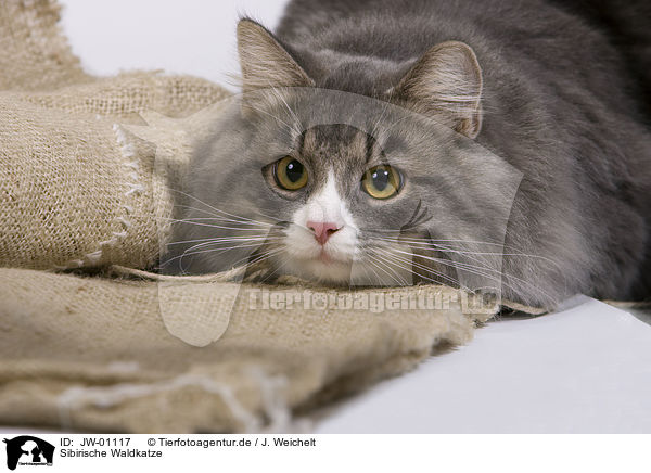 Sibirische Waldkatze / Siberian Forest Cat / JW-01117