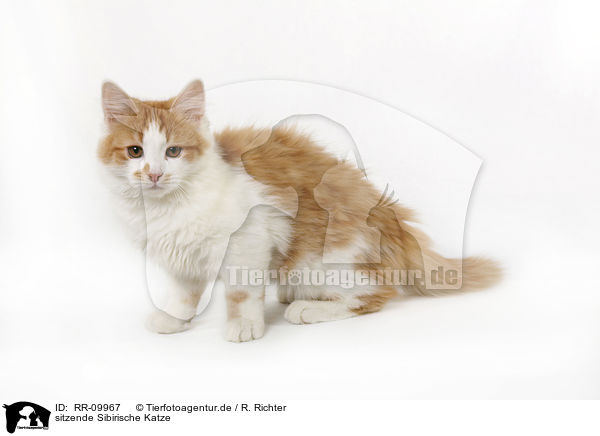 sitzende Sibirische Katze / sitting Siberian Cat / RR-09967
