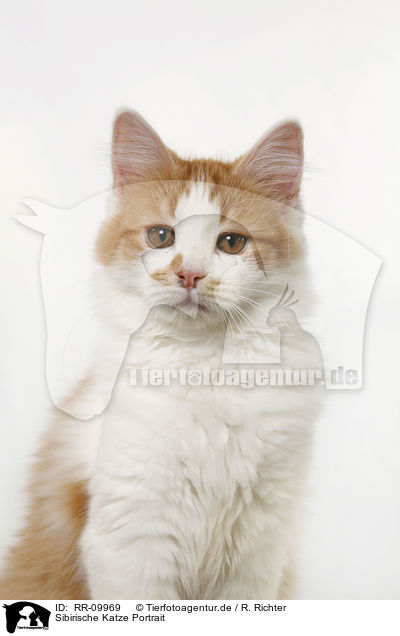 Sibirische Katze Portrait / RR-09969