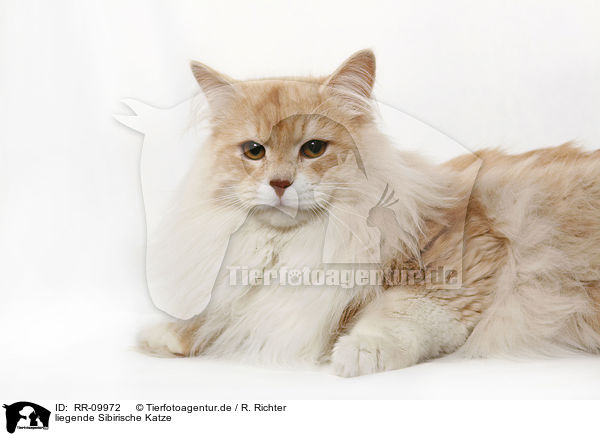 liegende Sibirische Katze / RR-09972