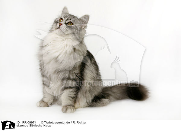 sitzende Sibirische Katze / sitting Siberian Cat / RR-09974