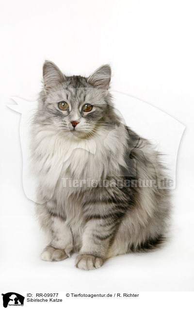 Sibirische Katze / Siberian Cat / RR-09977