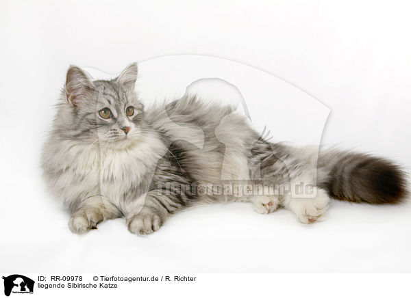 liegende Sibirische Katze / RR-09978