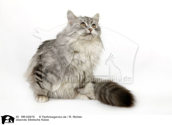 sitzende Sibirische Katze / RR-09979
