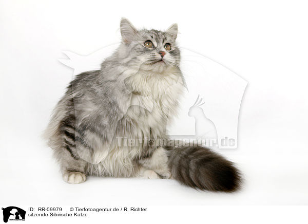 sitzende Sibirische Katze / sitting Siberian Cat / RR-09979