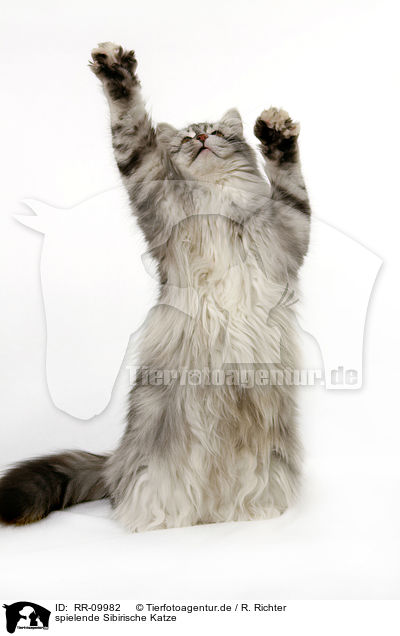 spielende Sibirische Katze / playing Siberian Cat / RR-09982