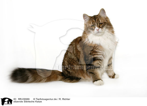 sitzende Sibirische Katze / RR-09988
