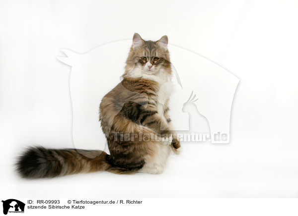 sitzende Sibirische Katze / RR-09993