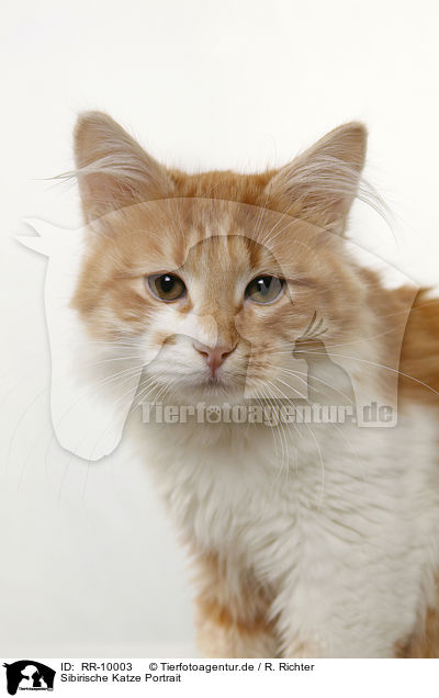 Sibirische Katze Portrait / Siberian Cat Portrait / RR-10003