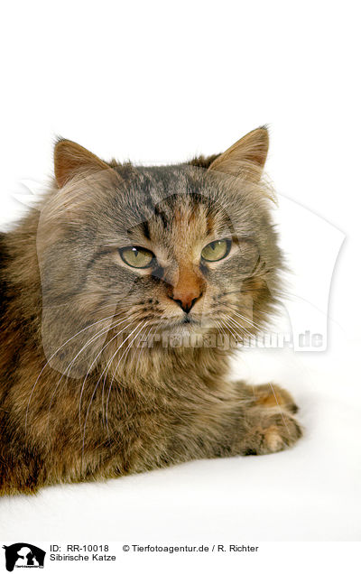 Sibirische Katze / Siberian Cat / RR-10018