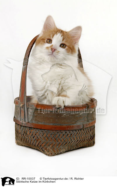 Sibirische Katze im Krbchen / Siberian Kitten in Basket / RR-10037