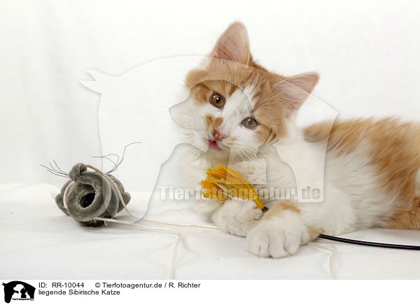 liegende Sibirische Katze / lying Siberian Cat / RR-10044
