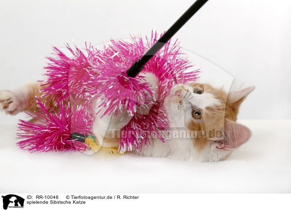 spielende Sibirische Katze / playing Siberian Cat / RR-10048