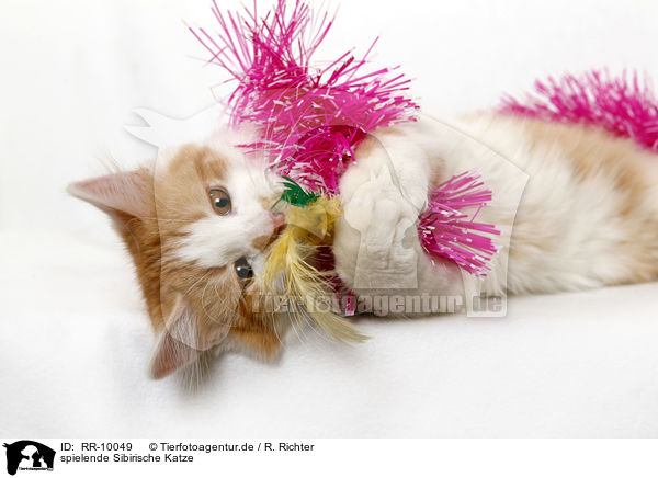 spielende Sibirische Katze / playing Siberian Cat / RR-10049