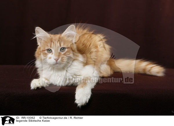 liegende Sibirische Katze / lying Siberian Cat / RR-10062
