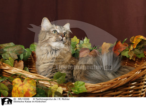 Sibirische Katze im Krbchen / RR-10068