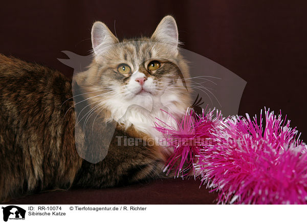 Sibirische Katze / RR-10074