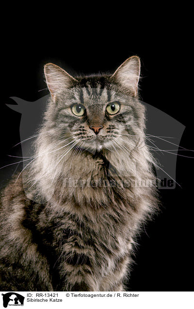 Sibirische Katze / Siberian Cat / RR-13421