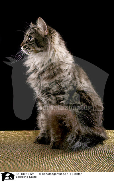 Sibirische Katze / RR-13424