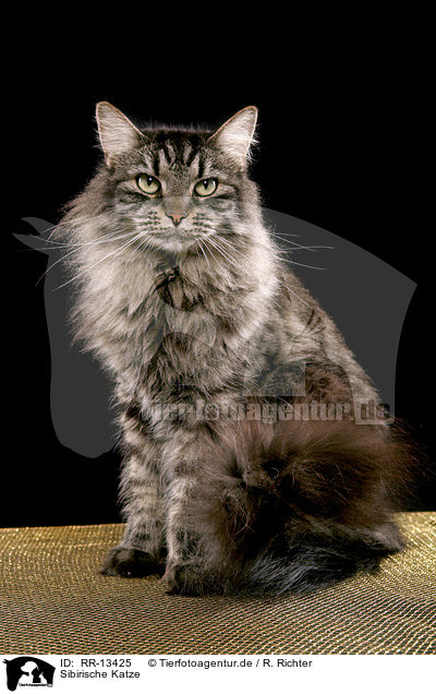 Sibirische Katze / RR-13425