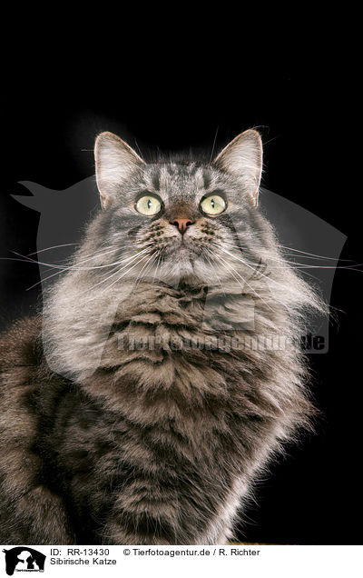 Sibirische Katze / Siberian Cat / RR-13430