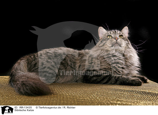 Sibirische Katze / Siberian Cat / RR-13435