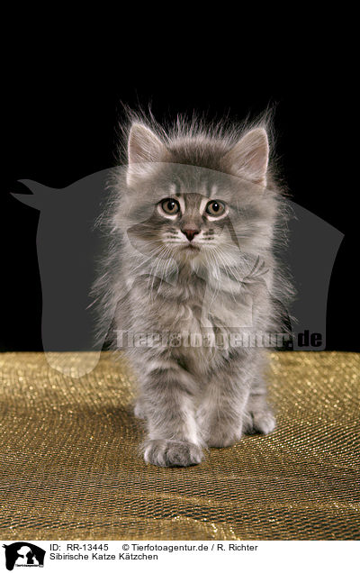 Sibirische Katze Ktzchen / RR-13445