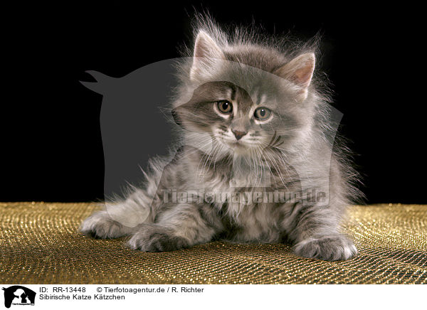 Sibirische Katze Ktzchen / RR-13448