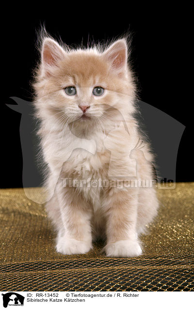 Sibirische Katze Ktzchen / RR-13452